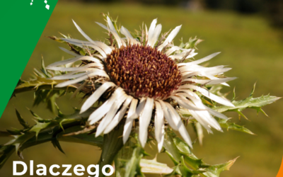Dlaczego Dziewięćsił Festiwal?