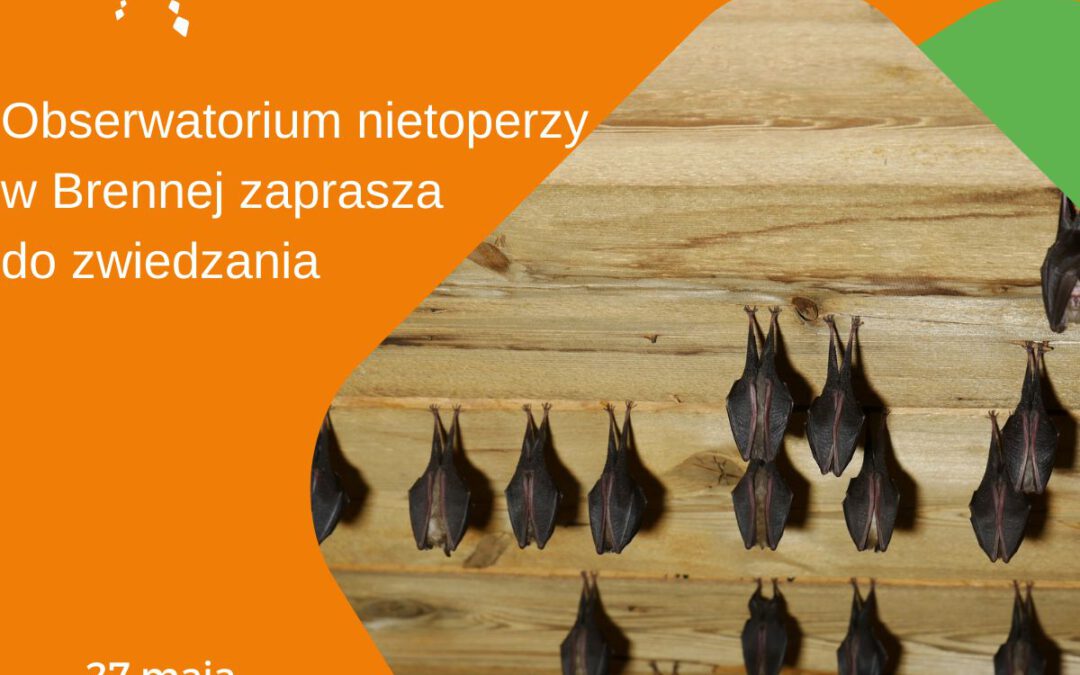 Poznaj zwierza nietoperza!